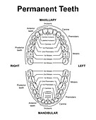 Human permanent teeth, illustration
