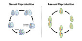 Sexual and asexual reproduction, illustration