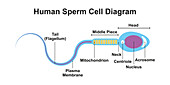 Human sperm cell diagram, illustration