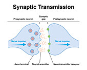 Synapse structure, illustration