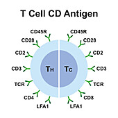 T cell CD antigens, illustration