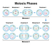 Meiosis phases, illustration