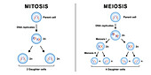 Mitosis and meiosis, illustration