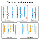 Chromosomal mutation types, illustration