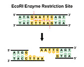 EcoRI enzyme restriction site, illustration