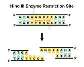 HindIII enzyme restriction site, illustration