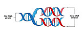 DNA replication, illustration