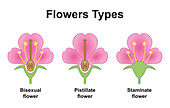 Flower types, illustration