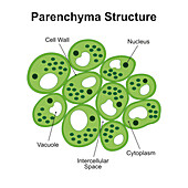 Plant parenchyma structure, illustration