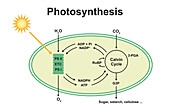 Photosynthesis, illustration