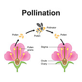 Insect pollination, illustration