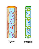 Xylem and phloem, illustration