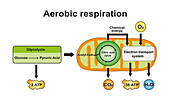 Aerobic respiration, illustration