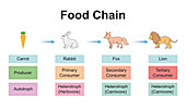 Food chain, illustration