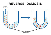 Reverse osmosis, illustration