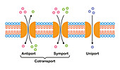 Membrane transport system, illustration