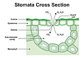 Stoma structure, illustration