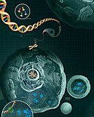 The role of DNA in the cell, illustration