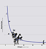 Lifespan and mutation rate, graph