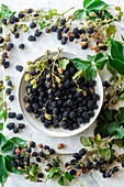 Fresh blackberries and blackberry twigs