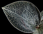Juwelorchidee (Macodes petola) 'Onyx'