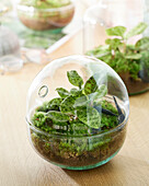 Kugelterrarium mit Juwelorchidee (Macodes petola) 'Emerald'