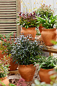 Immergrüne Pflanzen in Terrakottatöpfen mit Nestfarn (Asplenium nidus), und Traubenheiden (Leucothoe)