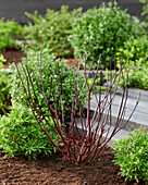 Cornus alba Kesselringii