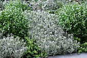 Provence-Lavendel (Lavandula x intermedia) 'Phenomenal'