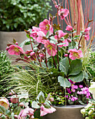 Mixed winter perennial container