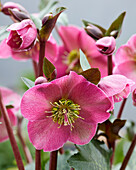 Christrose (Helleborus) 'Anna's Red'