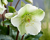 Helleborus Molly's White, Mollys White