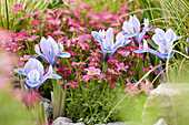 Netzblatt-Schwertlilie (Iris reticulata) 'Alida', Garten-Moos-Steinbrech (Saxifraga) 'Touran' rosa