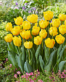 Tulpen (Tulipa) 'Sunspot'