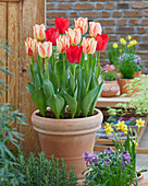 Tulpen (Tulipa) 'Spryng', Mischung