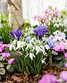 Schneeglöckchen (Galanthus)