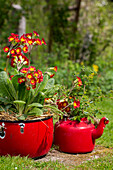 Old red crockery planted with primroses (Primula)