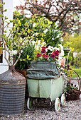 Old zinc canister with sprouted branch and grape hyacinths (Muscari) and spring flowers in vintage pram