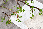 Knorrige Johannisbeerzweige im Frühjahr auf alten Briefen, Stillleben