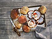 Fresh scallops in the shell
