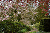 Alter Magnolienbaum (Magnolia) im Schlossgarten, Deutschland