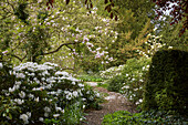 Weiss blühender Rhododendron, Tulpen und Magnolienbaum (Magnolia) im Gutspark Landsdorf, Mecklenburg-Vorpommern, Deustchland