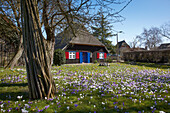 Krokusblüte im Vorgarten, im Hintergrund Reetdachhaus, Mecklenburg-Vorpommern Deutschland