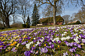 Krokusblüte im Frühjahr, Deutschland