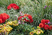 Dahlias, Cape baskets and ornamental grasses in a garden bed