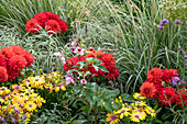 Dahlien, Kapkörbchen und Ziergräser im Gartenbeet