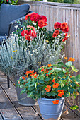 Dahlias, strawflower and nasturtium in pots on balcony