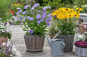 Rudbeckia Hirta und Kornblumenaster in Pflanzkörben auf Terrasse