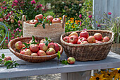 Frisch geerntete Äpfel in Körben auf Terrassentisch