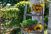 Ringelblumen im Hängetopf und Arrangement aus Basilikum, Tomaten, Ringelblumen und Sonnenblume auf Leiter im Garten